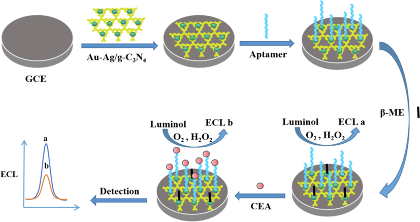 Fabrication process of the ECL aptasensor.