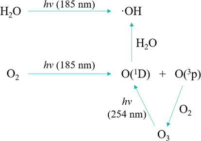 Reactions of the generation of reactive oxygen species (ROS).