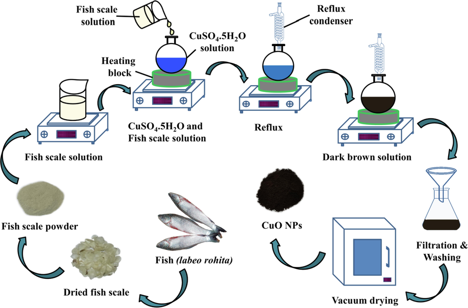 Synthesis scheme of CuO NPs from labeo rohita fish scale.