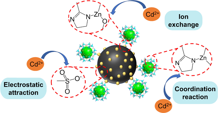 Possible adsorption mechanism of Cd(II) by MFZ.