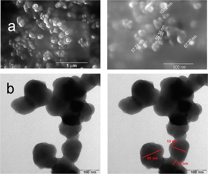 SEM images for the synthesized nanomaterials (a) DFP nanomaterials; and (b) TEM images of Si-DPF nanomaterials.