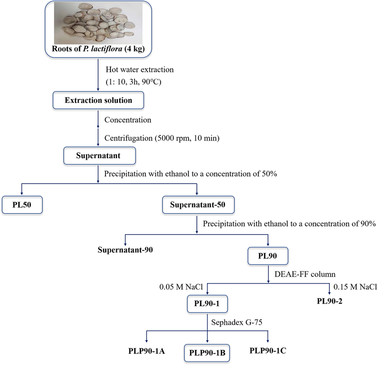 The flow chart for the extraction and purification of polysaccharides from P. lactiflora.