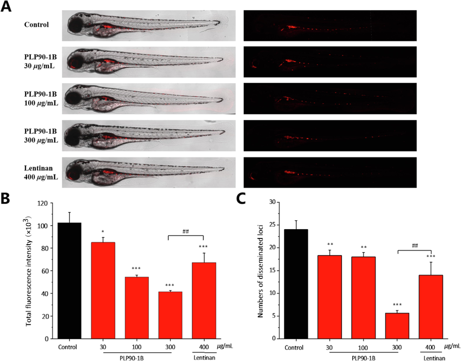 In vivo anti-tumor effects of PLP90-1B in the zebrafish xenografts. (A) Intensity and distribution of the red fluorescence were imaged under a confocal microscope. (B) Fluorescence intensity of the tumor xenografts, representing HepG2 cell proliferation. (C) Quantification of the fluorescent area of the tumor xenografts, representing HepG2 cell metastasis. Results were expressed as means ± SD. *P < 0.05, **P < 0.01, ***P < 0.001 versus the control group; ##P < 0.01 versus the lentinan group.