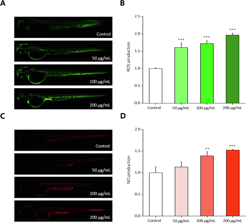 Effects of PLP90-1B on ROS and NO production in zebrafish embryos. (A) The embryos were treated with PLP90-1B (50, 100, and 200 μg/mL) for 24 h and stained by DCFH-DA at 3 dpf. (B) Quantification of the relative fluorescence intensity of ROS. (C) The embryos were treated with PLP90-1B (50, 100, and 200 μg/mL) for 24 h and stained by DAF-FMDA at 3 dpf. (D) Quantification of the relative fluorescence intensity of NO. Each experiment was repeated three times and the results were expressed as mean ± SD. **P < 0.01, ***P < 0.001 versus the control group.