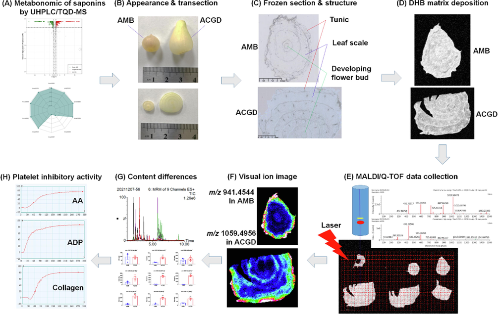 The schematic workflow of visual authentication and activity evaluation of steroidal saponins in AMB and ACGD.