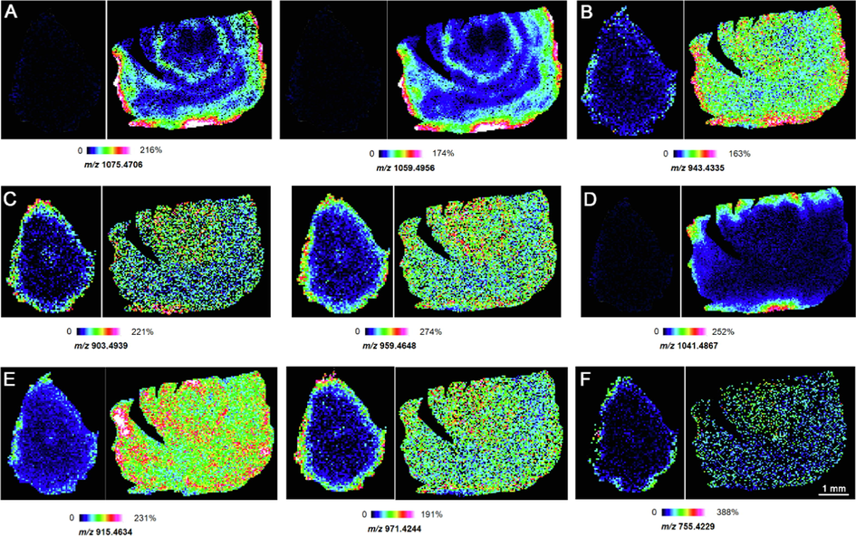 Matrix-assisted laser desorption/ionization coupled MS images of AMB (left) and ACGD (right). Visual ion images of m/z 1075.4706 ([Chinenoside I + K]+) and m/z 1059.4956 ([Chinenoside I + Na]+) (A), m/z 943.4335 ([Comp27 + K]+) (B), m/z 903.4939 ([Timosaponin B-II + H-H2O]+) and m/z 959.4648 ([Timosaponin B-II + K]+) (C), m/z 1041.4867 ([Chinenoside II + Na]+) (D), m/z 915.4634 ([Macrostemonoside I + H-H2O]+) and m/z 971.4244 ([Macrostemonoside I + K]+) (E), m/z 755.4229 ([Comp18 + H-H2O]+) (F). Visual ion images were detected and recorded with a step size of 100 μm. The mass accuracy was no>5 ppm. See Supporting Information Table S1 for more detailed information on the compound characterization.