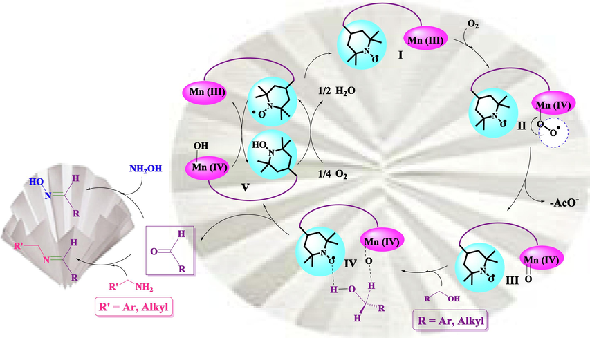 A plausible reaction mechanism for the aerobic oxidation of benzyl alcohol to carbonyl compounds and its subsequent transformation to oxime (in the presence of NH2OH⋅HCl) and imine (in the presence of amine) catalyzed by FP@Si-MnIII-Salen-TEMPO catalytic filter paper.