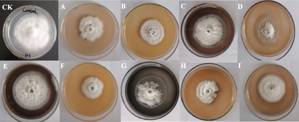 Inhibition effect of different AgNPs-B to Fusarium oxysporum.