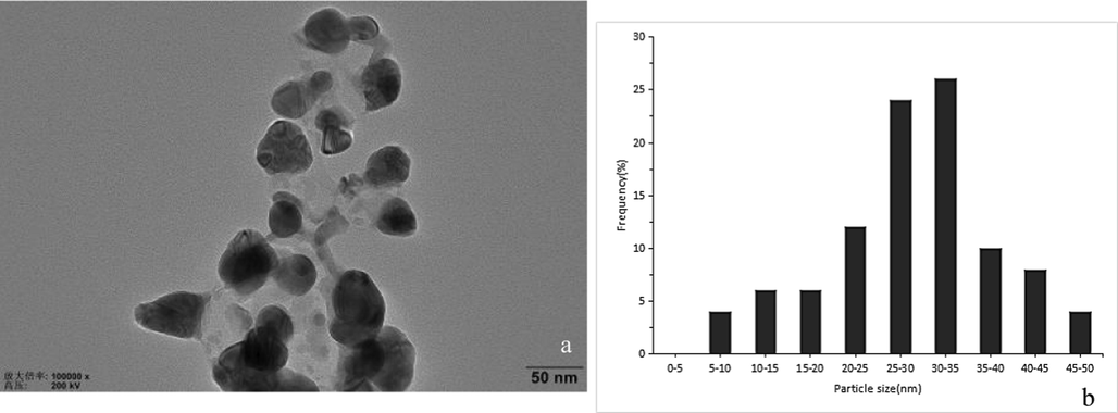 Transmission electron micrographs of AgNPs - B (a) and particle diameter distribution of AgNPs - B (b).