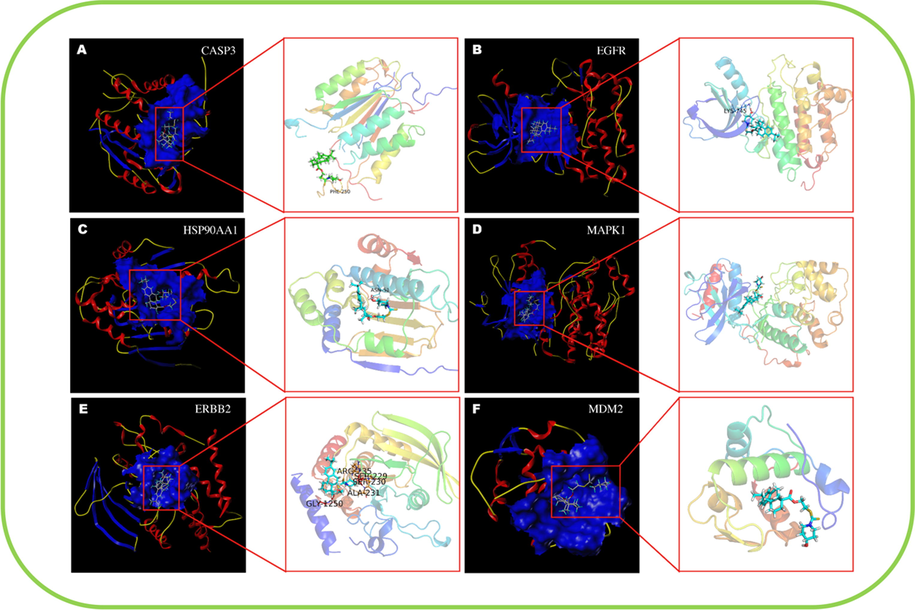 Molecular docking model of compound III-b with core protein. (A) Compound III-b bound to CASP3 protein via the active residue PHE-250, with docking scores of 4.57. (B) Compound III-b bound to EGFR protein via the active residue LYS-745, with docking scores of 5.56. (C) Compound III-b bound to HSP30AA1 protein via the active residue ASN-51, with docking scores of 7.13. (D) Compound III-b bound to MAPK1 protein, with docking scores of 5.77. (E) Compound III-b bound to ERBB2 protein, via the active residues ARG-235, SER-229, SER- 230, ALA-231, GLY-1250, with docking scores of 4.29. (F) Compound III-b bound to MDM2 protein, with docking scores of 5.55.