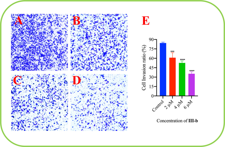 The result of effect of compound III-b on HepG-2 cell migration. (A) Control. (B) At the drug concentrations of 2 μM. (C) At the drug concentrations of 4 μM. (D) At the drug concentrations of 6 μM. (E) The ratio of HepG-2 cells invasion decreased with compound III-b concentration increasing. Note: Compared with the control group, ns P > 0.05, *P < 0.05, **P < 0.01, ***P < 0.001.