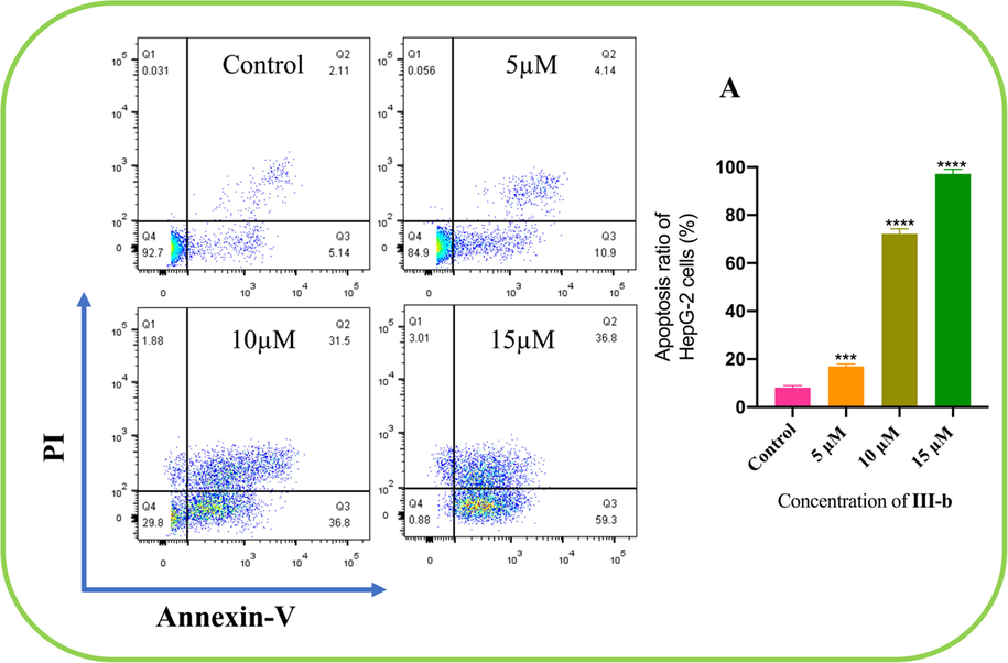 Compound III-b at the concentrations of 5 μM, 10 μM and 15 μM intervene HepG-2 cells for 24 h, using Annexin V-FITC and PI staining to evaluate apoptosis and analyzed by using flow cytometry. (A) The apoptosis ratio of HepG-2 cells increased with concentrations of compound III- b risen. Note: Compared with the control group, ns P > 0.05, *P < 0.05, **P < 0.01, ***P < 0.001.