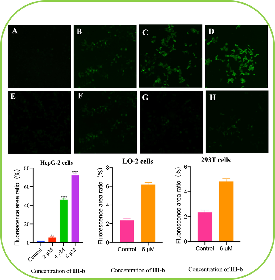 Compound III-b intervened HepG-2 cells for 48 h, using DCFH-DA as probe to detect the ROS level in HepG-2 cells. (A) HepG-2 cells control. (B) Compound III-b at the concentrations of 2 μM for intervening HepG-2 cells. (C) Compound III-b 4 μM for intervening HepG-2 cells. (D) Compound III-b 6 μM for intervening HepG-2 cells. (E) LO-2 cells control. (F) Compound III-b 6 μM for intervening LO-2 cells. (G) 293 T cells control. (H) Compound III-b 6 μM for intervening 293 T cells. Note: Compared with the control group, ns P > 0.05, *P < 0.05, **P < 0.01, ***P < 0.001.