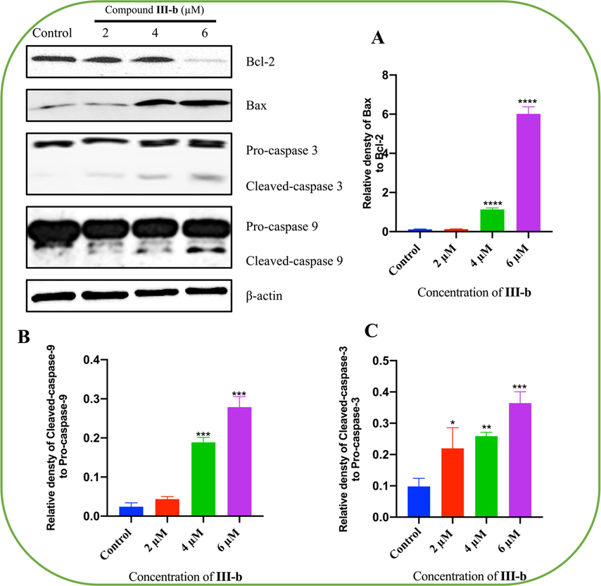 Compound III-b induces apoptosis in HepG-2 cells. HepG-2 cells were treated with Compound III-b (2 μM, 4 μM, 6 μM) for 48 h. (A) Relative densty of Bax to Bcl-2. (B) Relative densty of Cleaved-caspase-9 to Pro-caspase-9. (C) Relative densty of Cleaved-caspase-3 to Pro-caspase-3. Note: Compared with the control group, ns P > 0.05, *P < 0.05, **P < 0.01, ***P < 0.001.