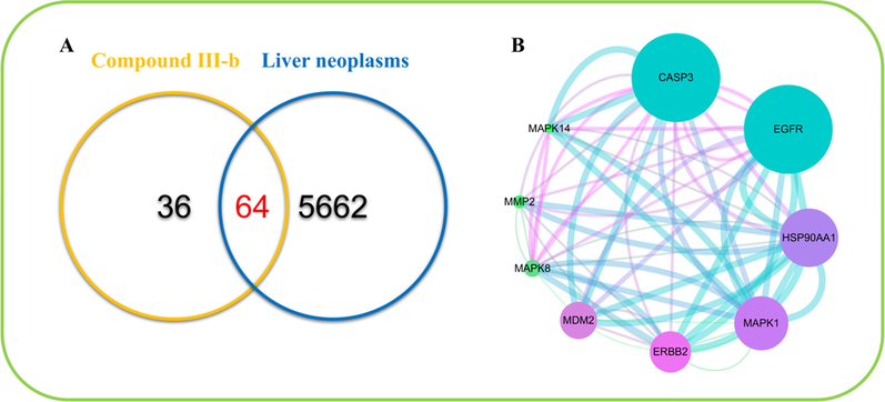 (A) Venn diagrams of common targets of compound III-b and liver neoplasms. (B) Protein-interactive (PPI) network based on the targets for compound III-b in the treatment of liver neoplasms.