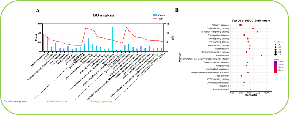 (A) GO enrichment analysis of the core targets of compound III-b for liver neoplasms. The 10 BP, CC and MF terms with the maximum enrichment are shown in the figure. (B) Top 20 KEGG pathways rich in core targets for the treatment of liver neoplasms with compound III-b. The bubble size indicated the number of enriched genes. The color indicates the corresponding P value. The rich factor represents the ratio of the target gene in a pathway to all the annotated genes in that pathway. The color of the bubble is related to the P value.