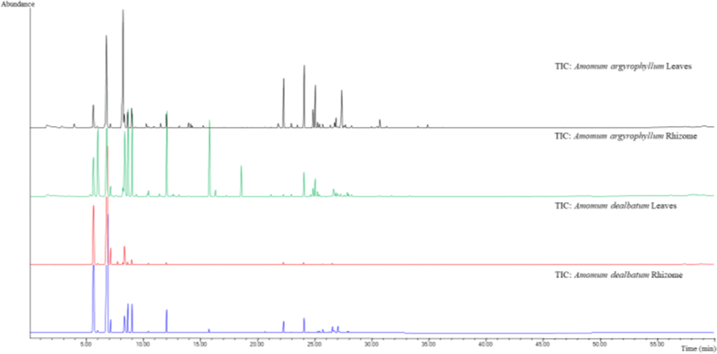 HS-SPME chromatogram of fresh rhizomes and leaves from Amomum argyrophyllum and Amomum dealbatum.