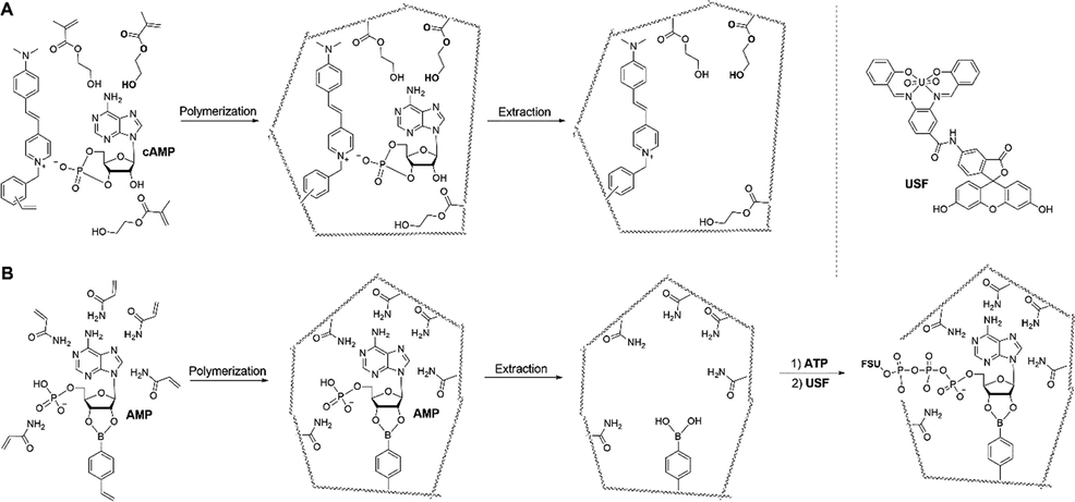 Schematic representation of hypothetical imprint formation of (A) cAMP-fMIPs and (B) ATP-MIPs. Adapted with permission from reference (Turkewitsch, 1998; Yang, 2013).