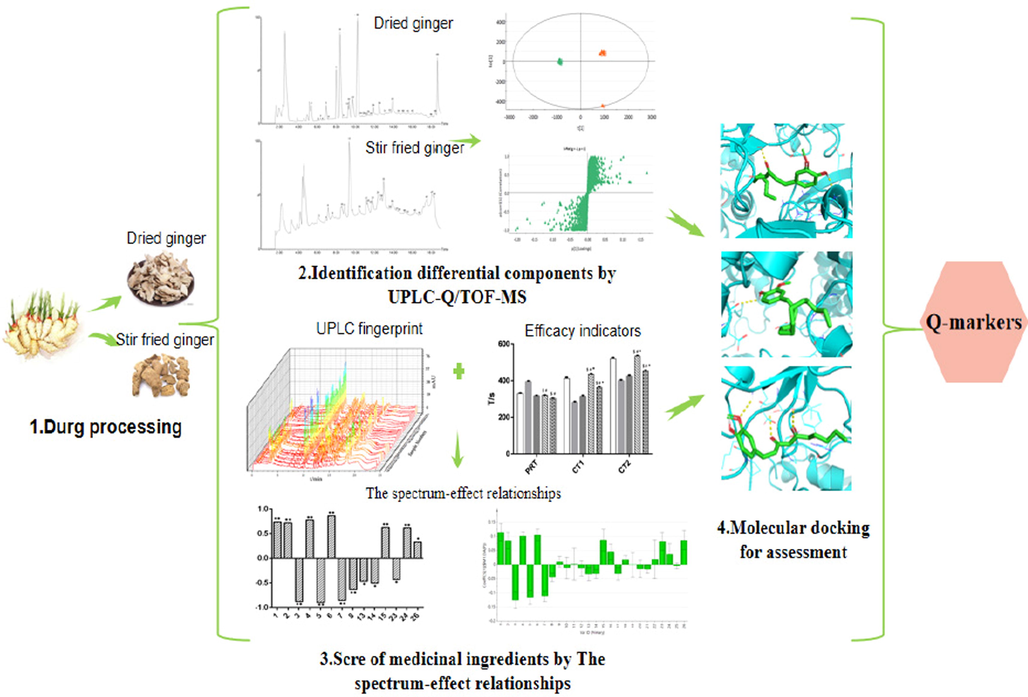 The schematic diagram of screening Q-markers of Dried and Stir fried ginger.