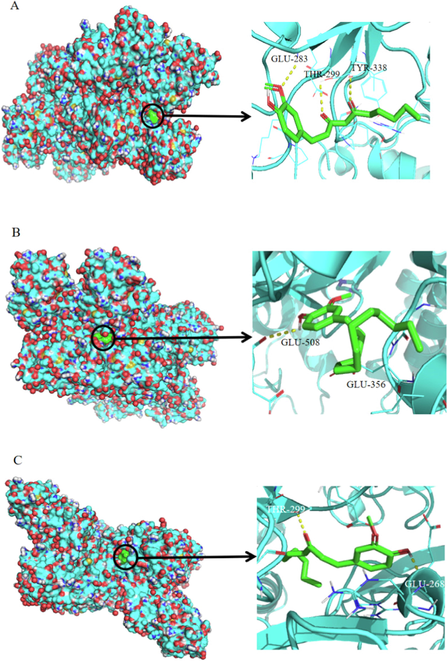 The detailed target-compound interactions of the docking simulation.A:Zingiberone; B:6-shogaol; C:10-shogaol. (The red circle indicates the docking state between small molecule compound and large molecule protein, and the detailed docking condition on the right side can be observed).