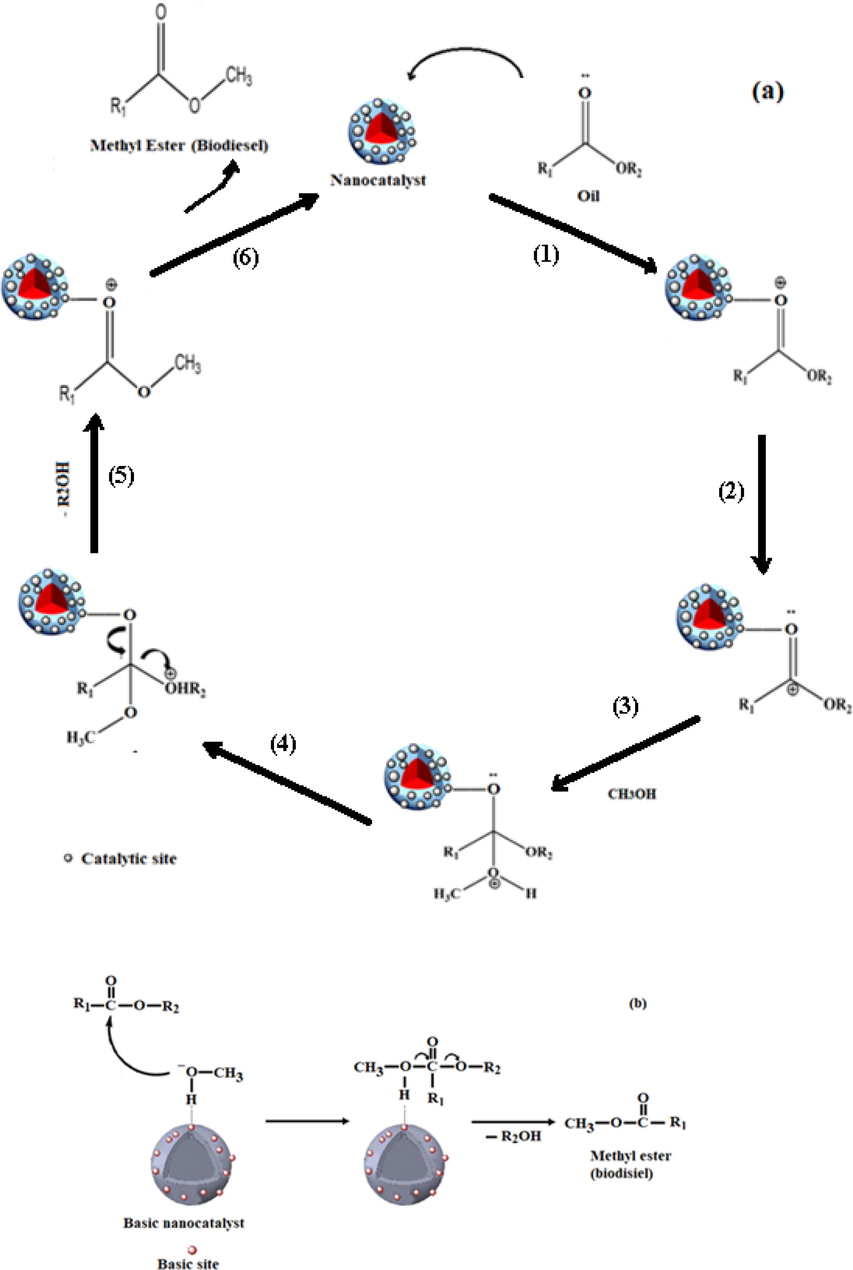 The proposed mechanism for transesterification of oil over nanocatalysts. Acidic nanocatalysts (a) and basic nanocatalysts (b). R1: carbon chain of fatty acid, R2: alkyl group of alcohol.