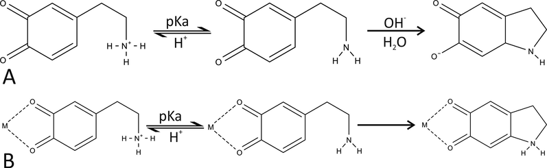 Dopamine o-quinone cyclization reaction (A) and metal cation-dopamine o-quinone complex cyclization reaction (B) in aqueous solution.