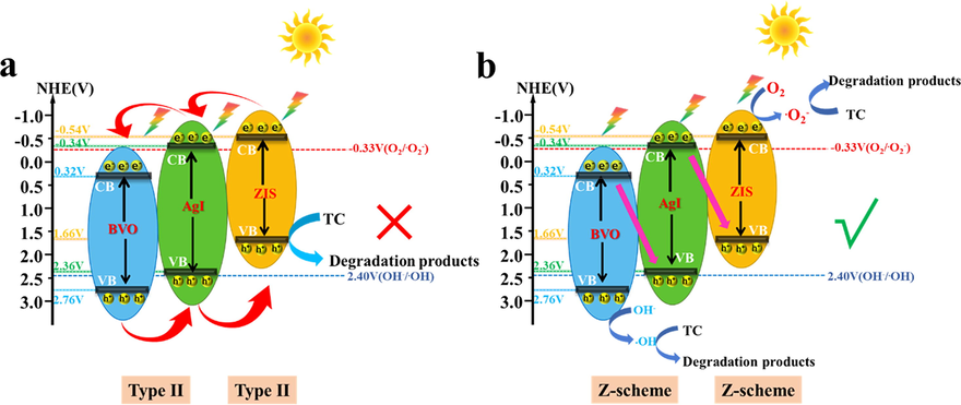 The probable the photocatalytic mechanism of TC over AZB heterojunction.