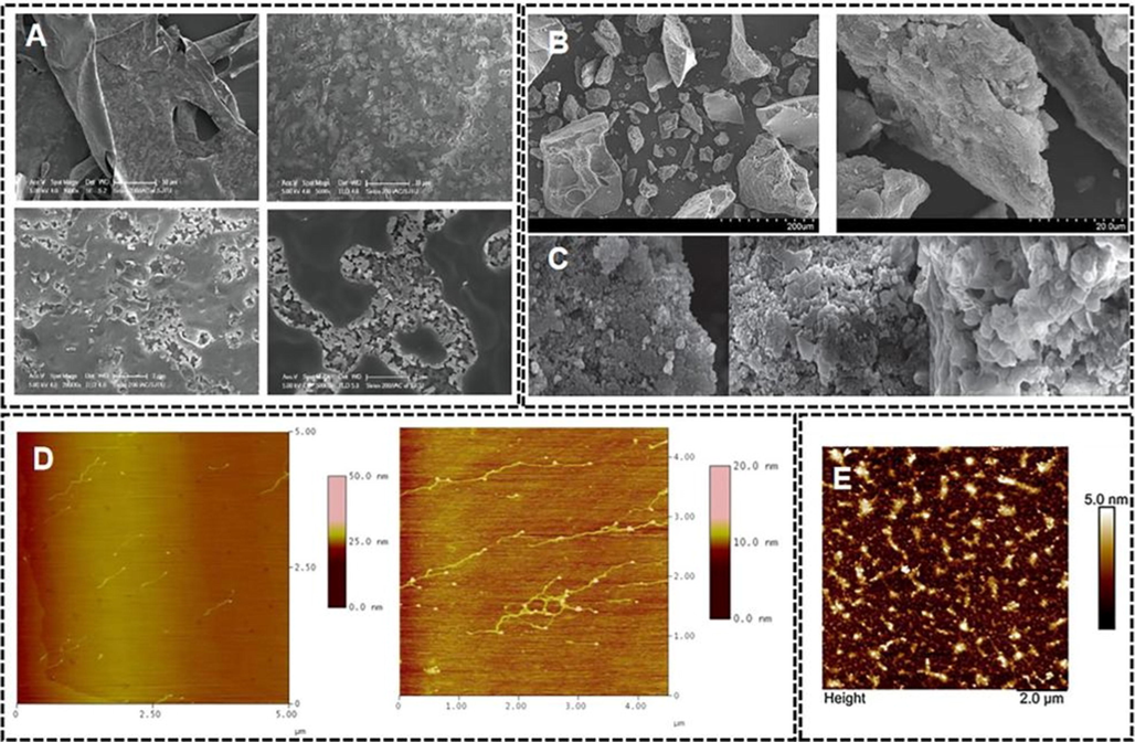 (A) Scanning electron micrographs of Nymphaea hybrid polysaccharide (at manification of 1000, 5000, 20,000 and 50000)(Cong, 2018); (B) Surface morphology of nostoglycan by scanning electron microscopy(at manification of 200, 2000)(Li et al., 2011); (C) SEM images of three Laminaria japonica polysaccharide samples (at manification of 5000)(Cai et al., 2019); (D) Tapping mode AFM images of the EPS from Phyllobacterium sp. 921F solution (5 mg/L;10 mg/L)(Chi et al., 2019); (E) The molecular morphology of TFP at the concentration of 10 μg/mL via AFM(Xu et al., 2020).