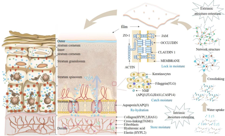 Polysaccharide intrinsic and extrinsic moisturizing mechanism.