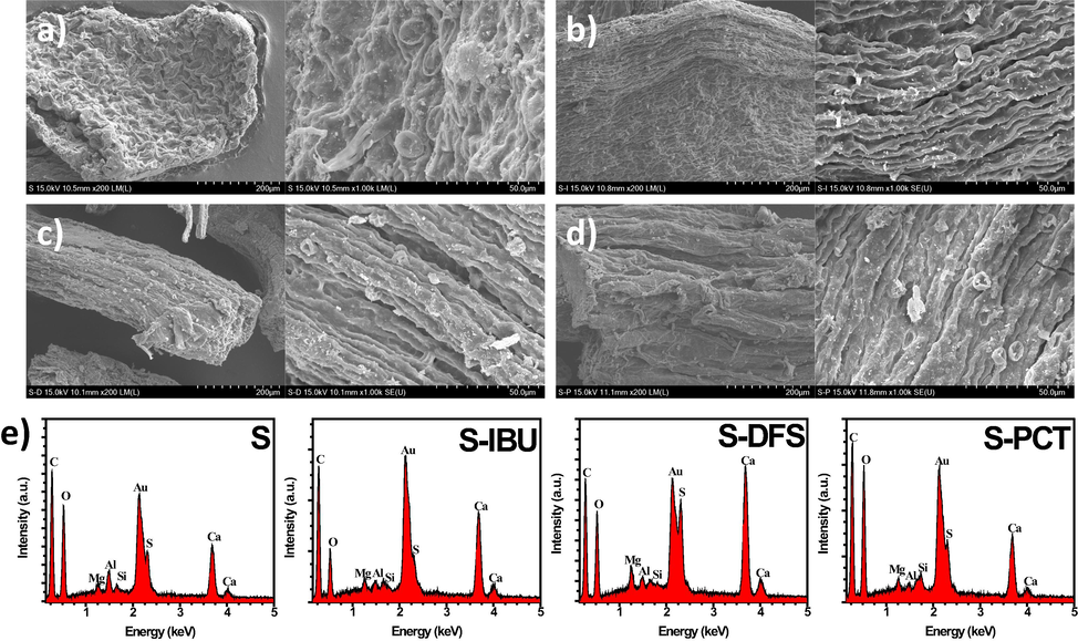 SEM images of a) pure Sargassum, b) S-IBU, c) S-DFS, d) S-PCT, and e) EDS spectra of the samples.