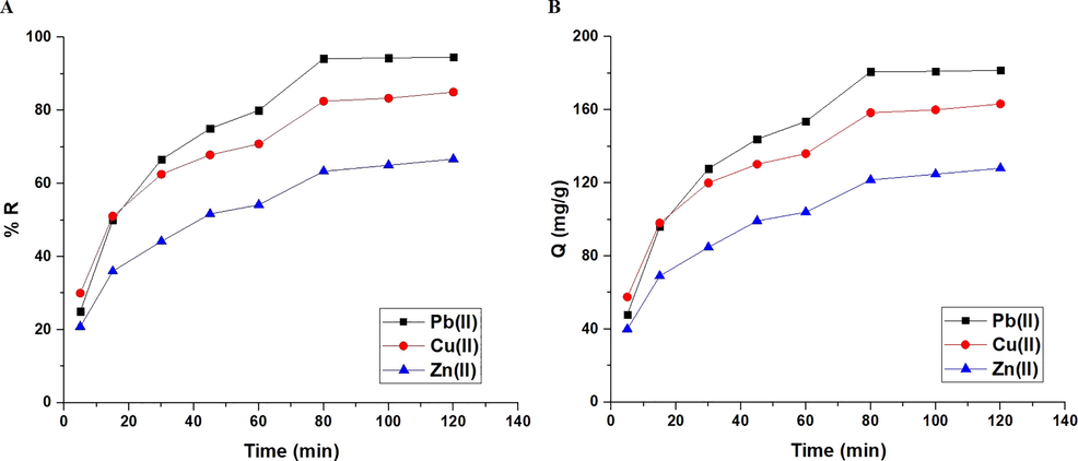 The influence of contact time of the examined metal ion solution on % removal (A) and adsorption capacity (B).