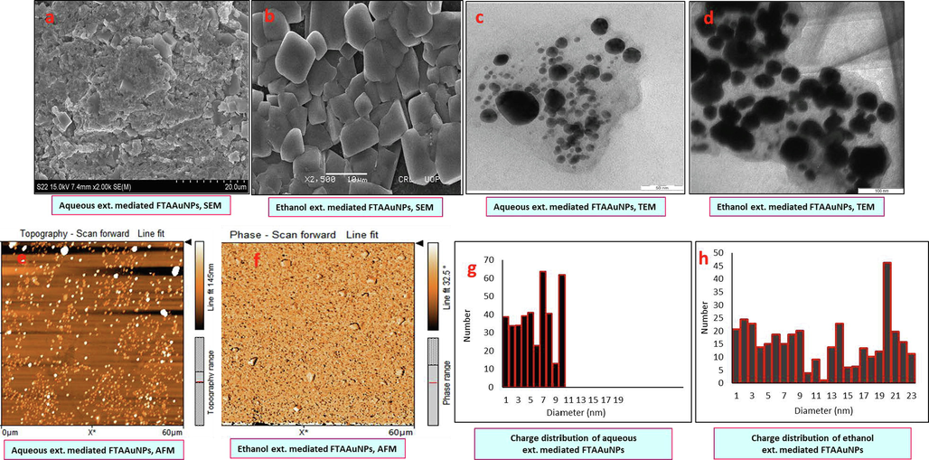 Size and morphology by SEM (a, b), TEM (c, d), AFM (e, f) images, and particle size distribution graphs (g, h) of the aqueous and ethanol extracts synthesized FTAAuNPs, respectively.