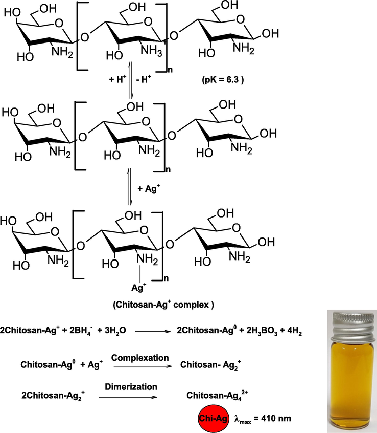 Coordinating and capping behavior of chitosan for the synthesis of AgNPs.