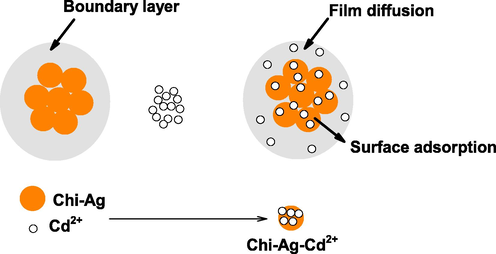 Diffusion of Cd2+ on the boundary and surface of Chi-Ag NPs.