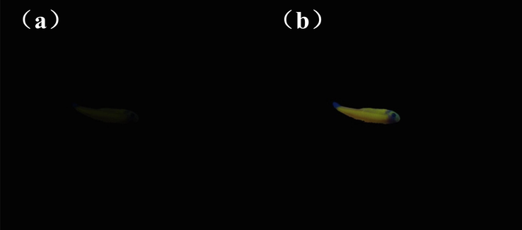 Images of zebra fish under 365 nm UV light at 365 nm: (a) Zebra fish bred with only sensor 1 for 1 h; (b) Fish bred with sensor 1 and then bred with Cu2+ for 1 h.