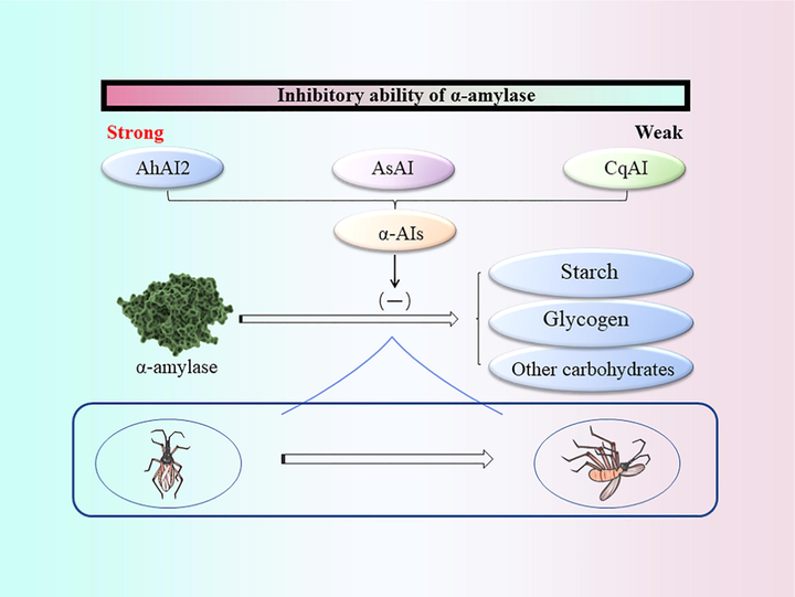 Inhibition mechanism of α-amylase (α-AIs: α-amylase inhibitors α-amylase inhibitors; AhAI2: Amaranthus hypochondriacus α-Ais; AsAI: Alternanthera sessilis α-Ais; CqAI: Chenopodium quinoa α-Ais).