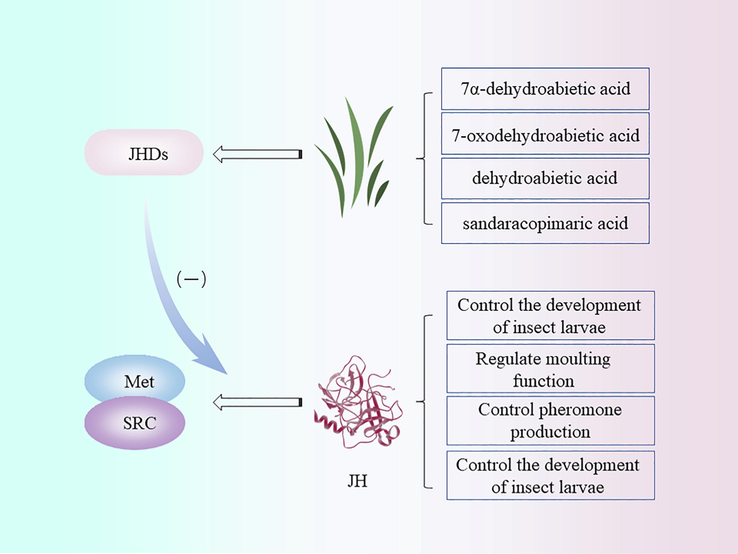 Mechanism of juvenile hormone interference (JHDs: Juvenile hormone disruptors; Met: Methoprene-tolerant; SRC: Steroid receptor coactivator; JH: Juvenile hormone).