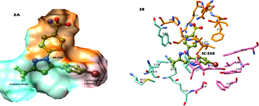 The binding of SC-558 into the binding pocket of COX-2 (A) surface view of three binding regions; common pocket in cyan, cyclooxygenase channel in pink, and selectivity pocket in orange, ligand SC-558 is shown in ball and sticks. (B) Atoms and bonds view to show amino acid residues of three binding regions.