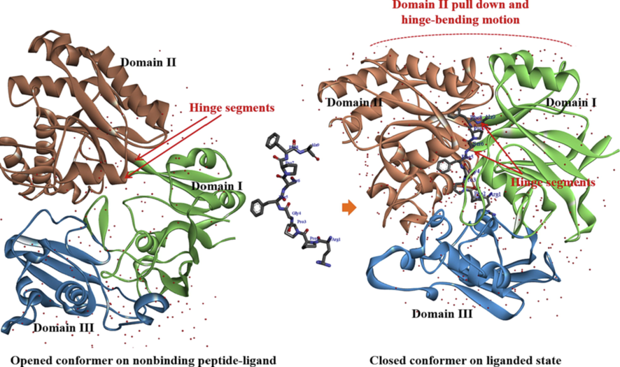 The predicted OppA complex from B. longum KACC 91563 bounded with bradykinin-like peptide. On the bradykinin-like peptide binding, the equilibrium between open and closed conformations shifts toward the closed-liganded. The two α/β domains (domain I and II with inner β-sheets flanked by α-helices) are little affected by the rotation of its hinge region with two β-sheet (central residues Gly293 and Gln517 are green to orange transitions) owing to the presence of an extra domain (domain III) beneath the center of both α/β domains.