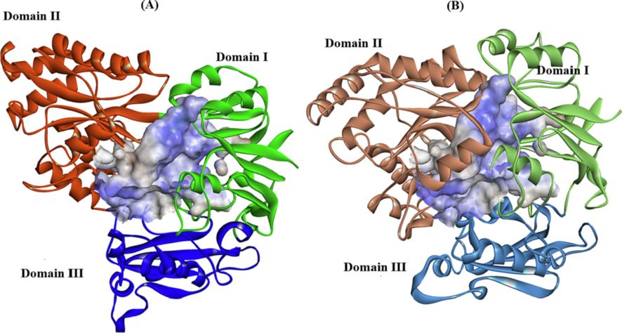 Comparison of hydrophobic binding cavity volumes between opened (A) and closed (B) conformers of OppA from B. longum KACC 91563. The flexible volume was calculated from 2740 Å3(A) to 2200 Å3(B) by Delorme et al. (Delorme et al., 2001) when the OppA is closed to the bound peptide ligand.