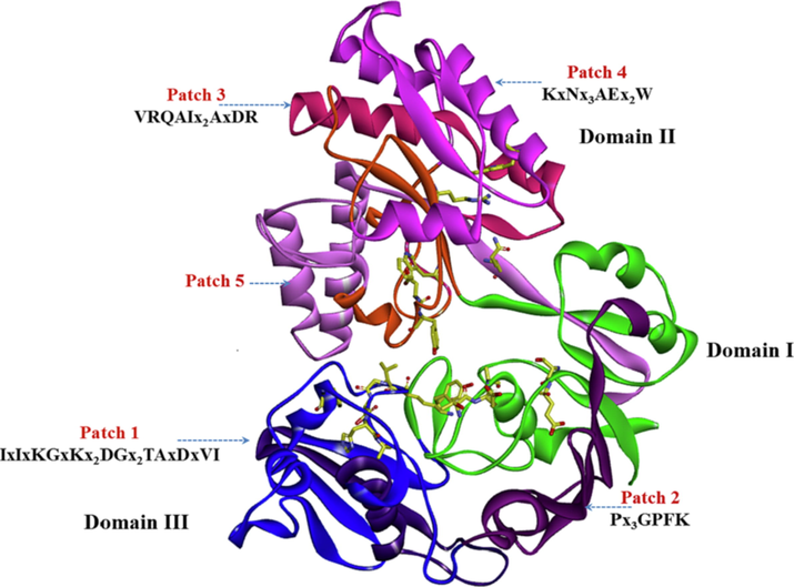 Five conserved patches and specific trace residues for OppA model structure from B. longum KACC 91563. The specific trace residues shown in stick style highlighted in yellow, where the color scheme of the domains is the same as in Fig. 1. The conservation patterns of the patches represented by trace residues were analyzed based on the sequence group at a specified distance cut off of 21.0% between the templates and the query of OppAs shown in Fig. S14.