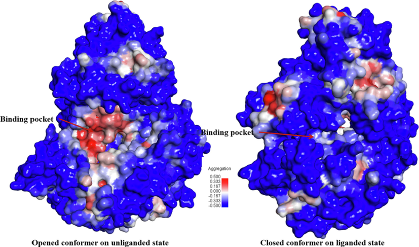 Map of spatial aggregation propensity (SAP) for the OppA receptor from B. longum KACC 91563 in both open-unliganded and closed-liganded conformers. Positive SAP scores are red (hydrophobic) whereas negative SAP scores are blue (hydrophilic); therefore, a highly exposed hydrophobic fragment would be deep red and a highly exposed hydrophilic fragment would be deep blue.