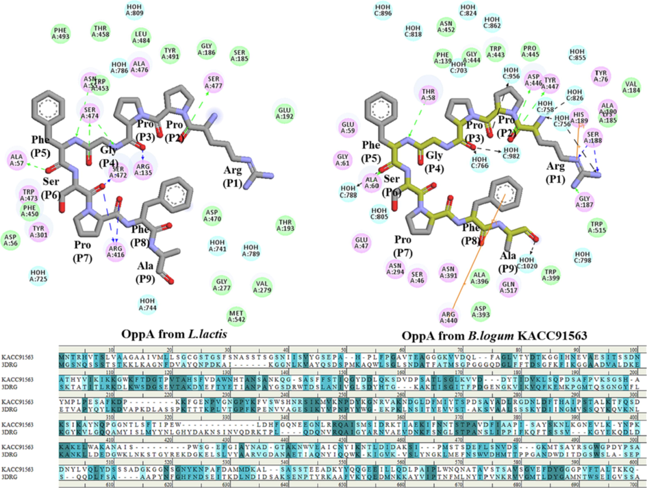 Representation of bradykinin like peptide (RPPGFSPFA) binding to the OppAs from L. lactis (PDB ID: 3DRG) and the B. logum KACC91563 in different interaction registers.