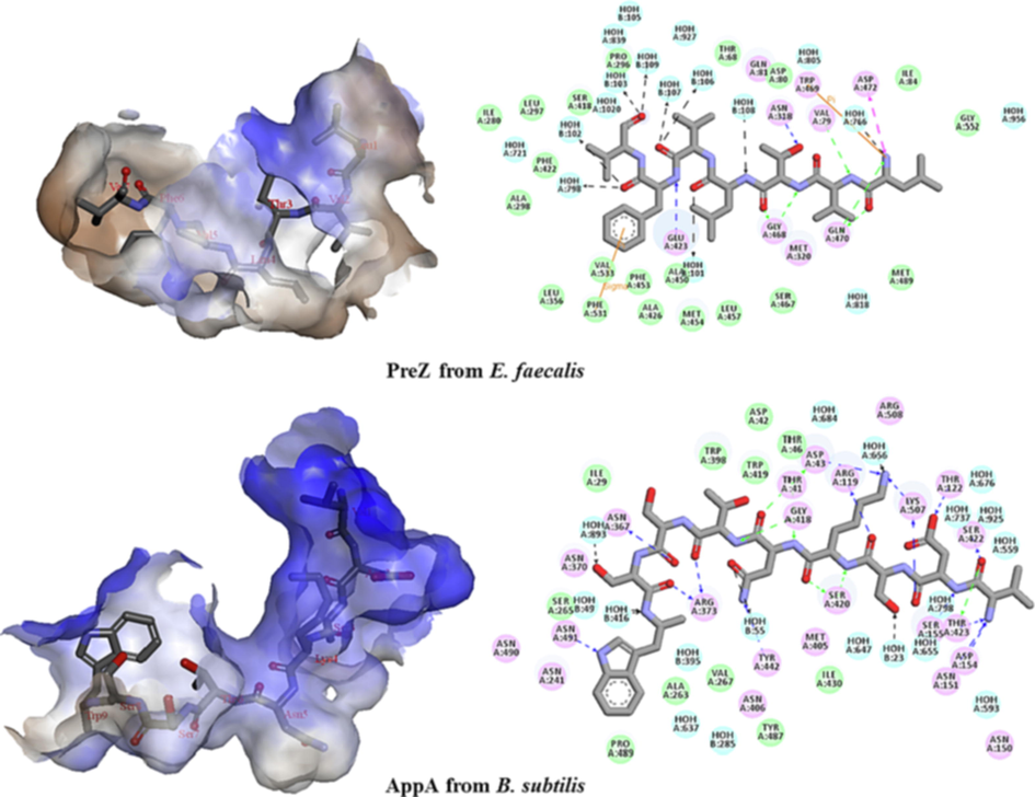 The interaction contacts between the peptide ligands and two template receptors (PreZ and AppA) from their crystalized structures (PDB ID: 4FAJ and 1XOC). The interaction residues of PreZ from E. faecalis complexed with 7-mer peptide (LVTLVFV) and for 9-mer peptide (VDSKNTSSW) within AppA from B. subtilis are represented in their hydrophobic pockets.
