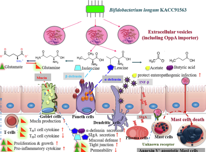 The host immunity effects of amino acid substrate from probiotic Bifidobacterium longum KACC91563 in the intestine. The OppA importer in B. longum KACC91563-derived extracellular vesicles then plays a pivotal role in determining the substrate specificity that supports the probiotic effect.