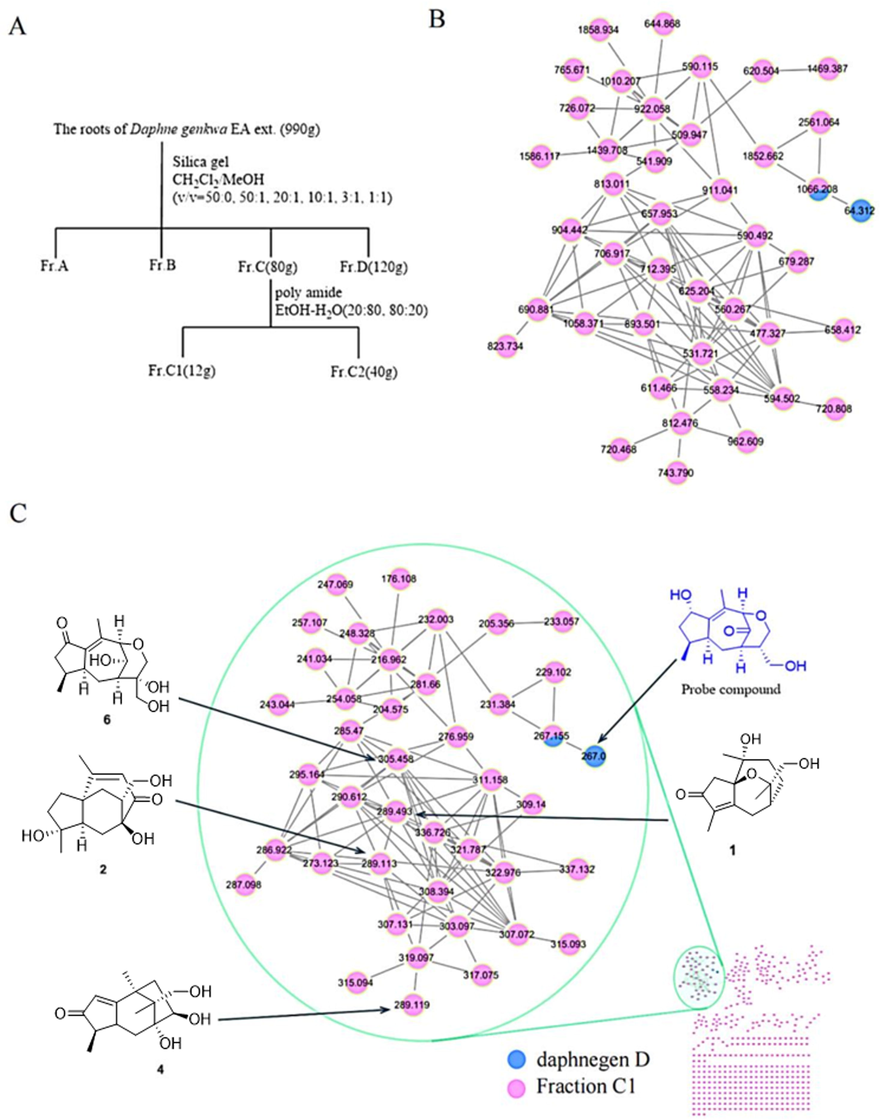 A) The separation flow chart of the root of D. genkwa. B) The molecular network with RTmean label was established by LC-MS/MS analysis of fraction C1 in D. genkwa (pink nodes) and daphnegen D (blue nodes). C) The molecular network with parent mass label was established by LC-MS/MS analysis of fraction C1 in D. genkwa (pink nodes) and daphnegen D (blue nodes).