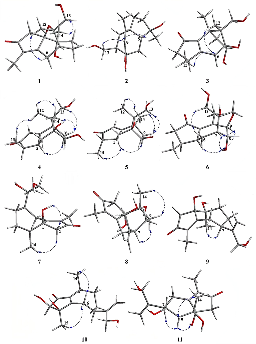 The key NOESY correlations of compounds 1–11.