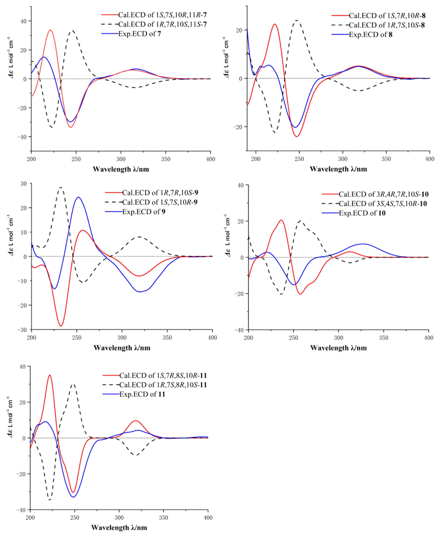 Calculated and experimental ECD spectra of compounds 7–11.