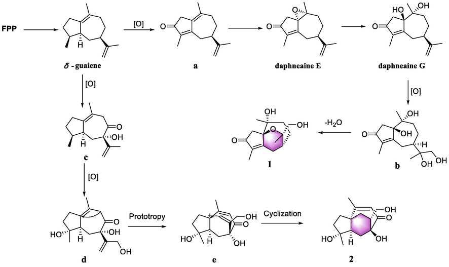 Plausible pathway for the biogenesis of compounds 1 and 2.