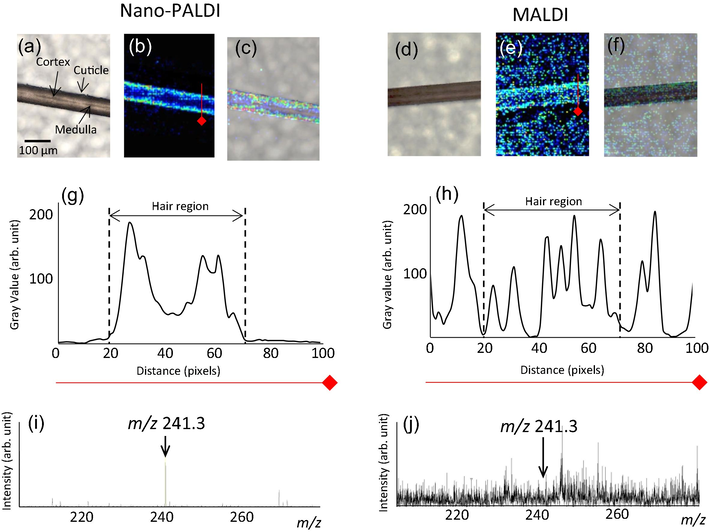 MS imaging of a hair sample by Nano-PALDI (a-e) and MALDI (f-j). Optical image of hair fiber (a and d), MS image of protonated cystine (m/z 241.3) by Nano-PALDI (b) and MALDI (e), merged images (c and f), line profile of MSI data by Nano-PALDI (g) and MALDI (h), and mass spectrum of hair section by Nano-PALDI (i) and MALDI (j).